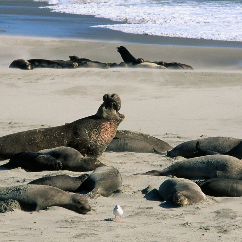 Chuckgraham northernelephantseals img08320121130 1864 l61op9 0