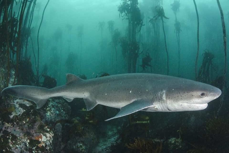 7gill