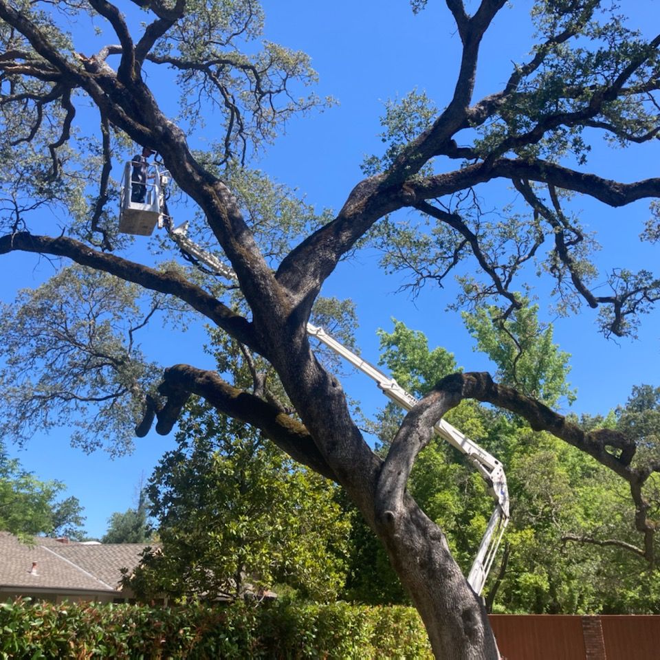 same day tree service granite bay