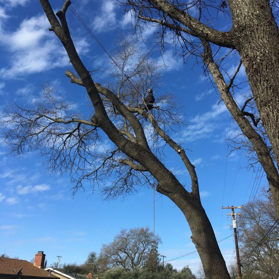 Fair Oaks Arborist specialist suspended in tree performing safe trimming in residential yard