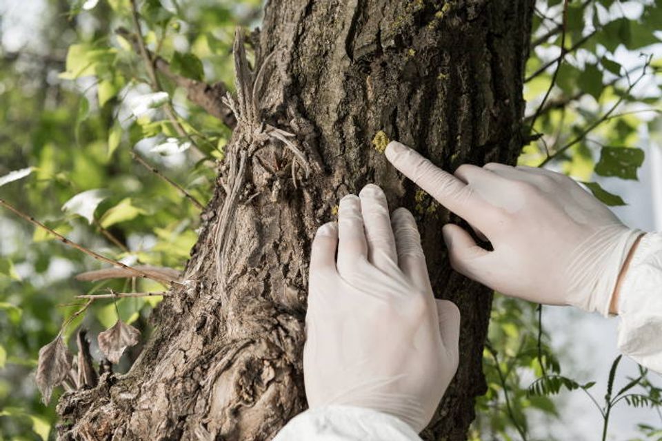 Tree inspections and diagnoses sacramento