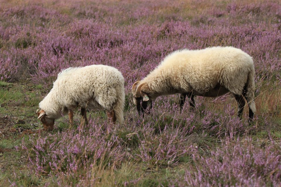 Sheep g5c95e929f 1920