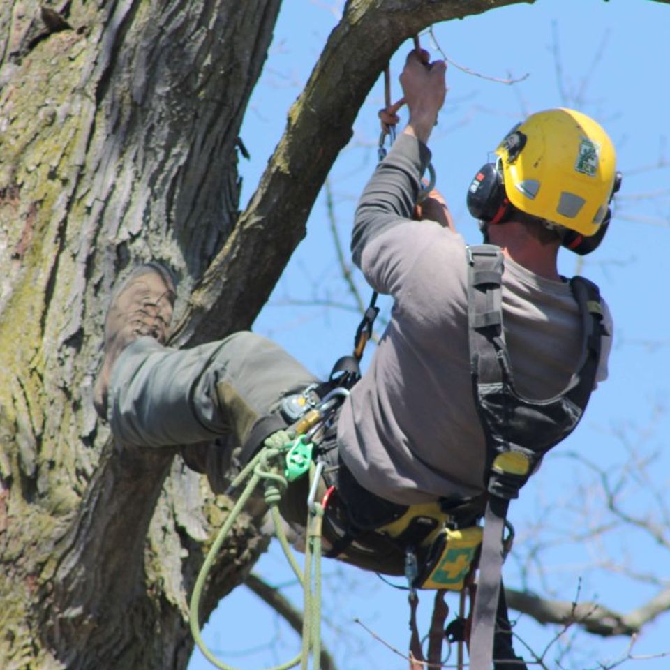 Tree climbing arborist 1084x723