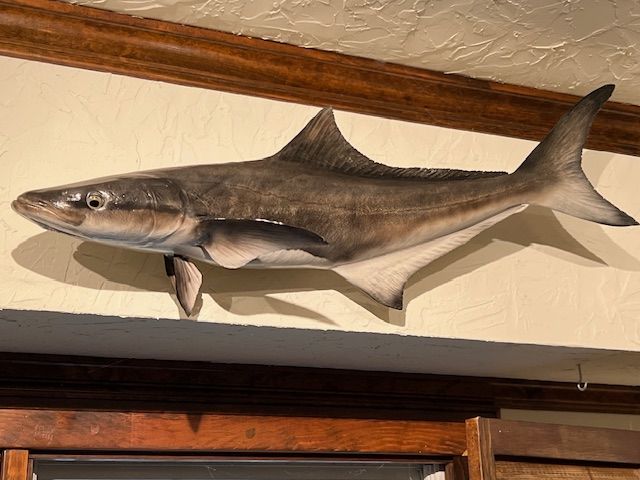 Img 3078