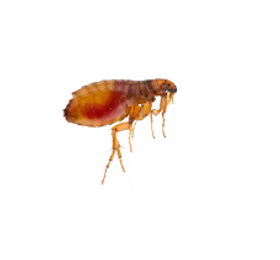 Fleas1