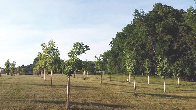 Treesgreen