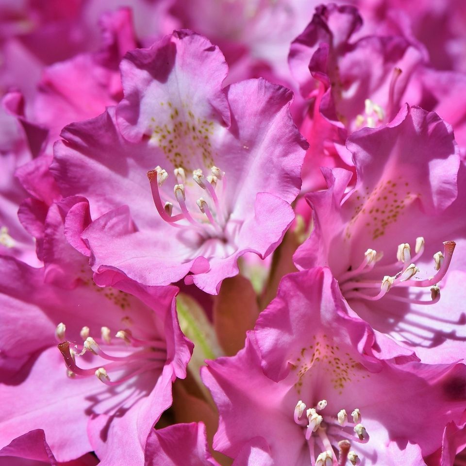 Rhododendron ea30b5082b 1920