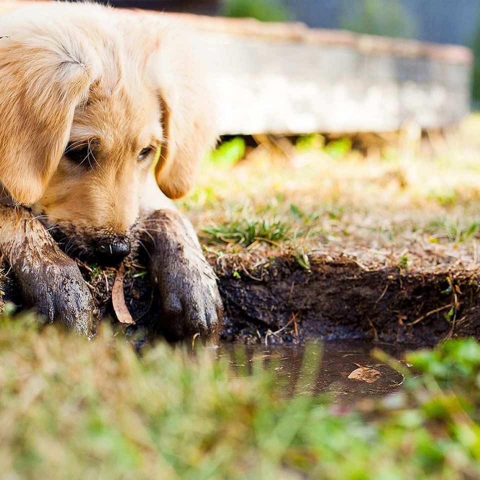 Puppy gf3d58de12 1920