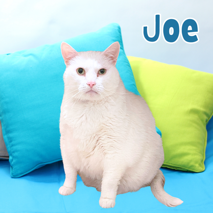 Joe