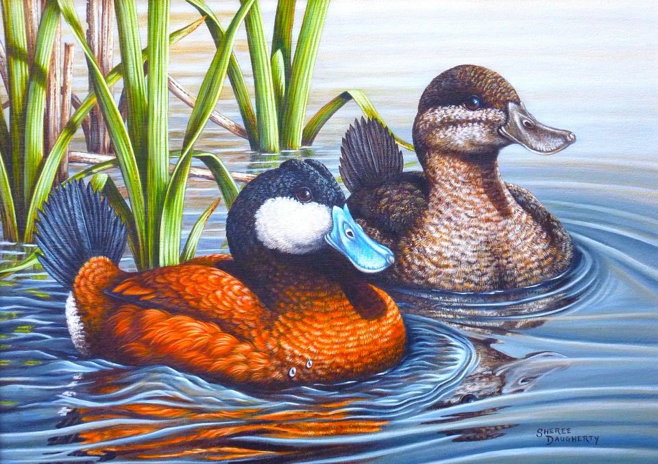 Ruddy ducks sheree d