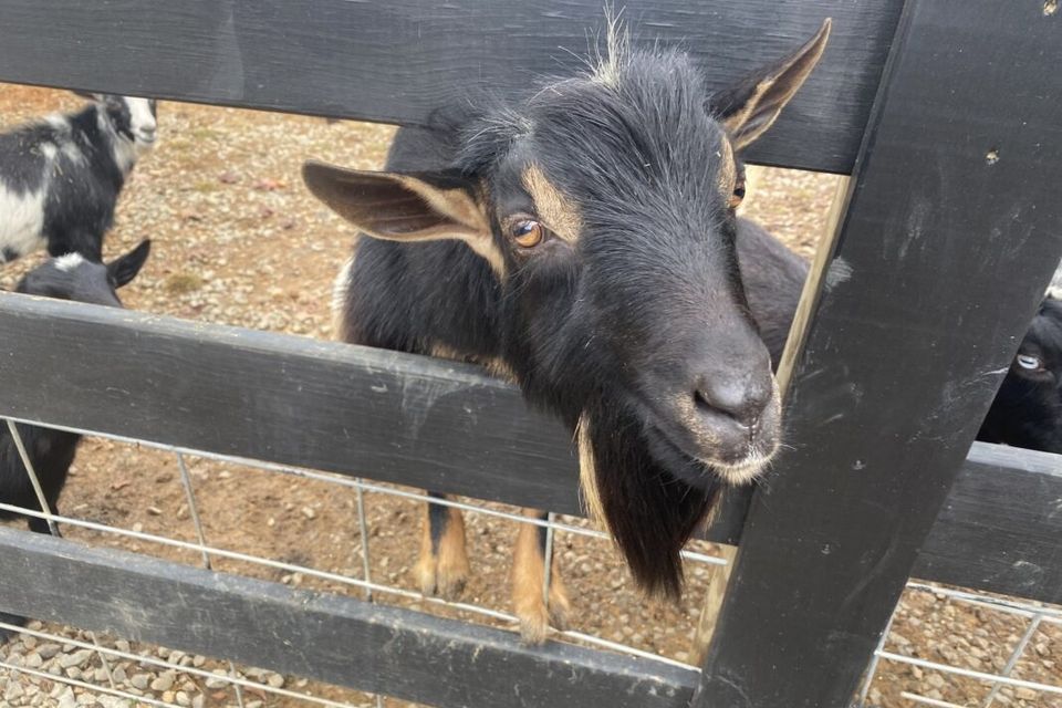 Petting zoo goat original