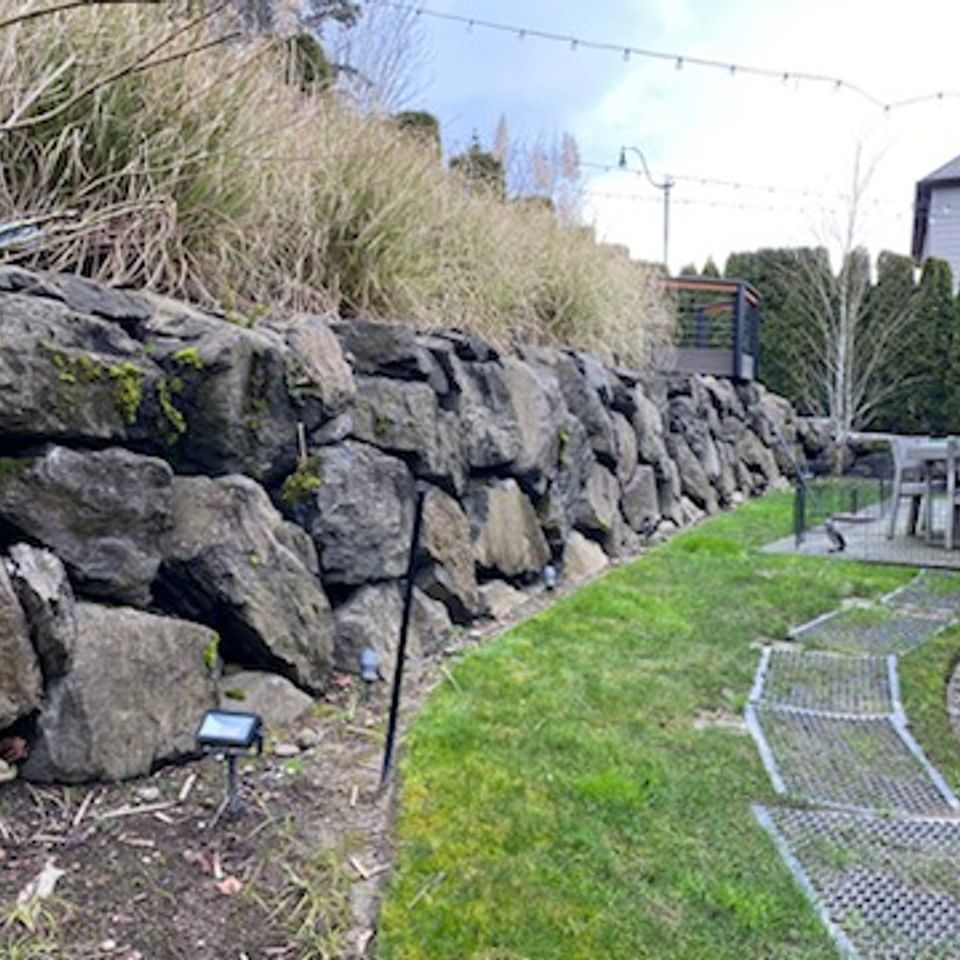 Backyard before