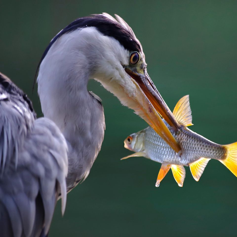 Grey heron g16bf558d1 1920