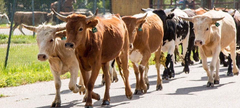 Cattle drive 00220160623 11587 173nrzf