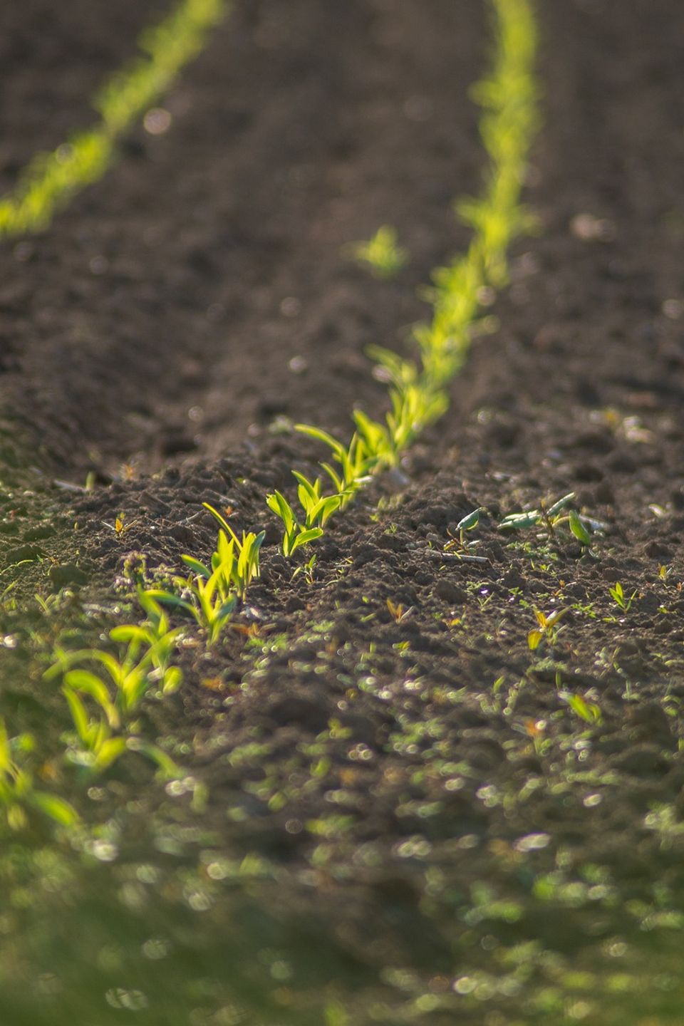 Field geba378786 1920