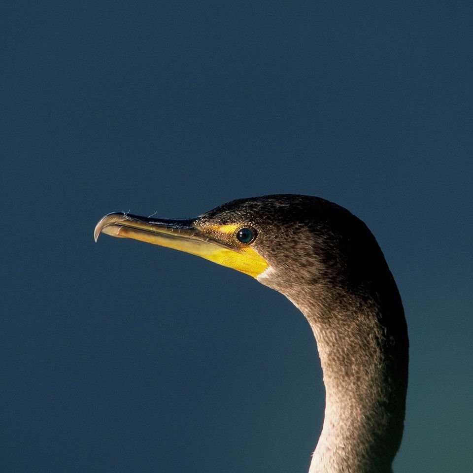 Chuckgraham doublecrestedcormorant img06320121130 1865 1m9e23s 0