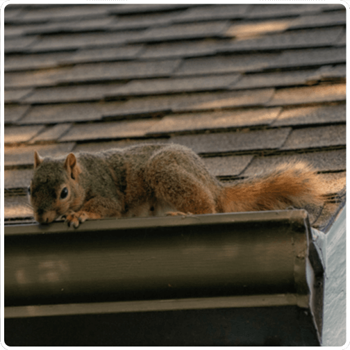 Wildlife squirrel