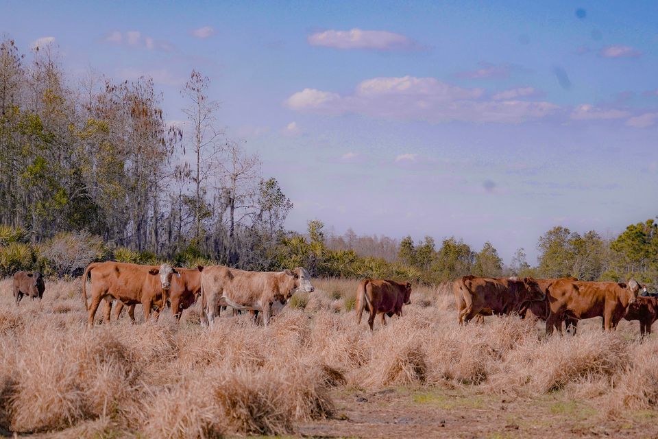 3e2f4194 55e7 43a8 a175 450d4e8b392a 1 201 a