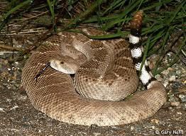 Snake20170212 10908 cjsi9y