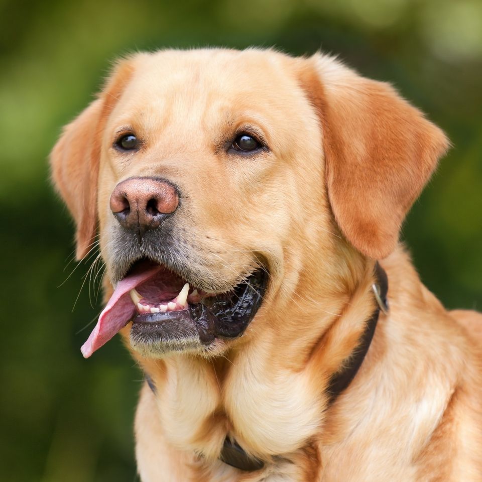 Dog 1210559 192020170814 4220 iocmd4
