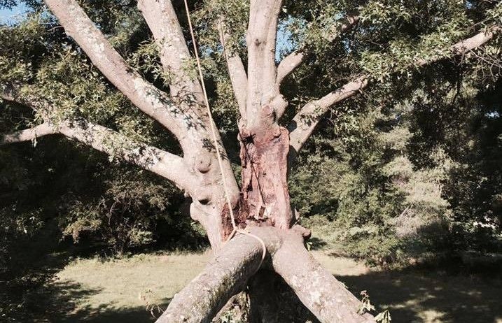 tree service in madison nc, tree removal, stump grinding, mulching, tree cutting,