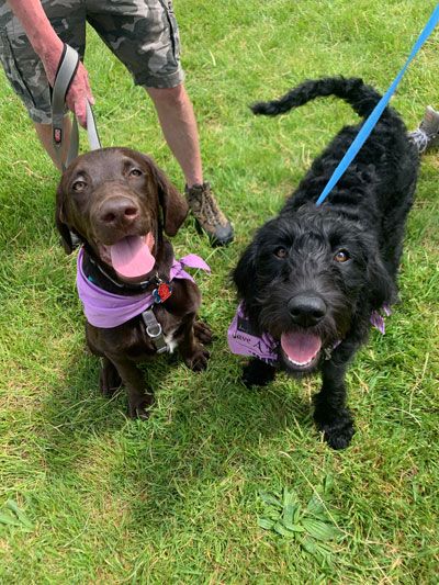 17 animal rescues