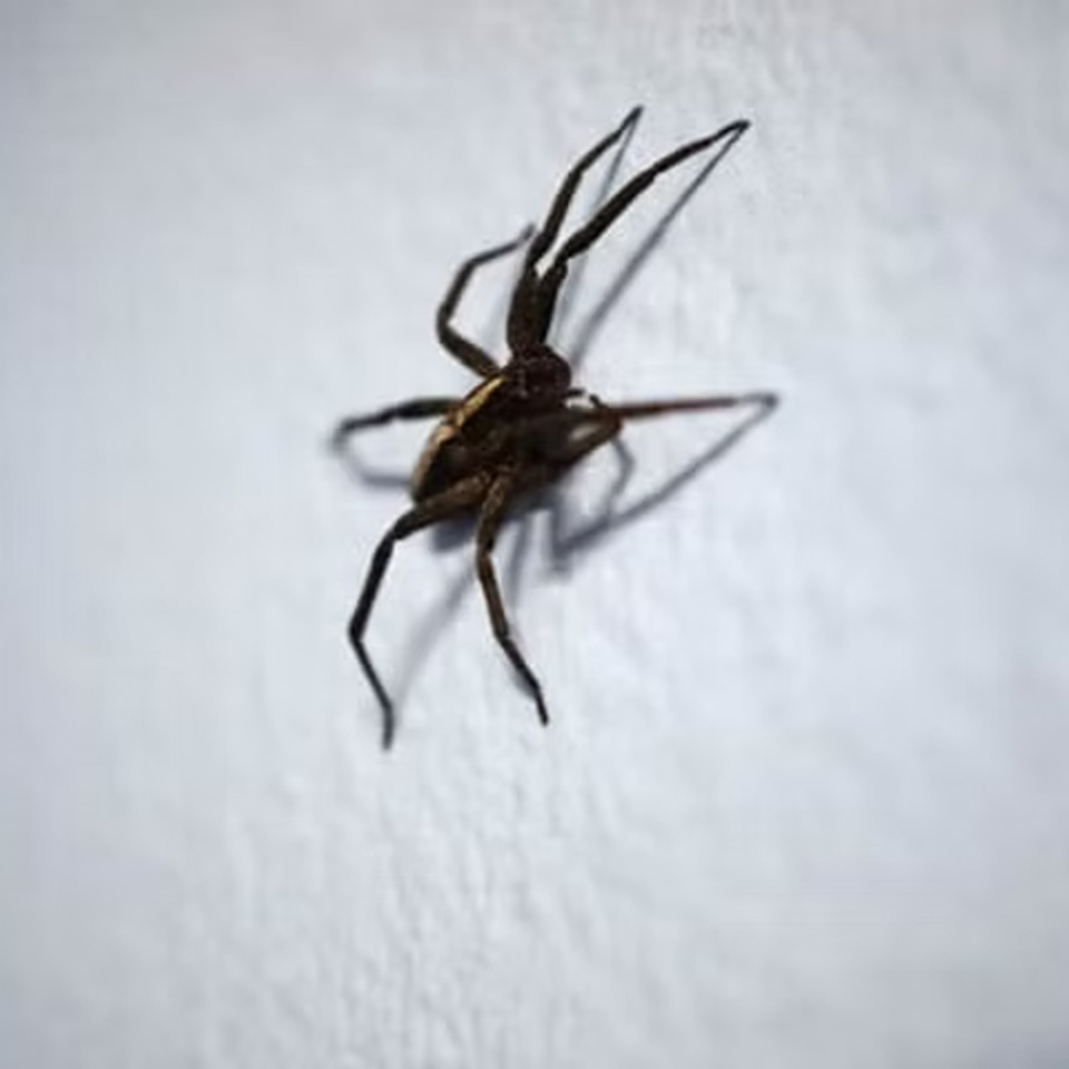 Pest5