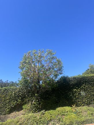 Jctreecare13