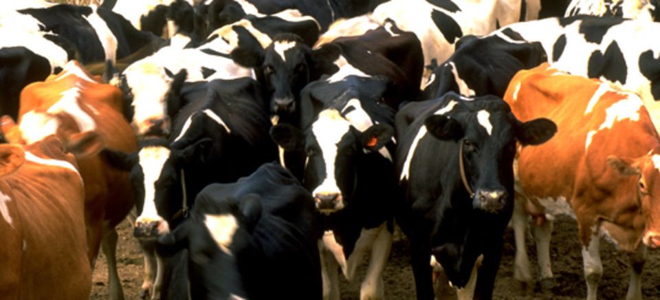 Dairyherd20111010 4924 1dnnyzt 0