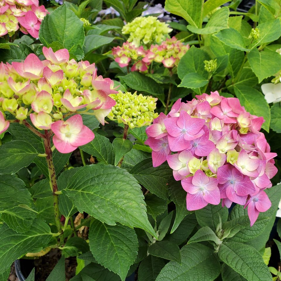 Hydrangea 1