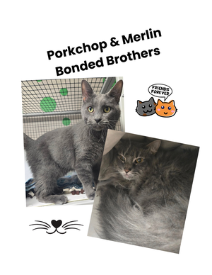 Porkchop   merlin bonded brothers