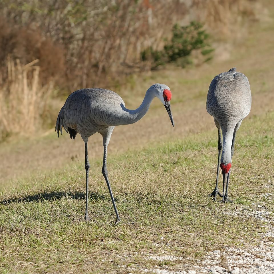 Sandhills   sig website