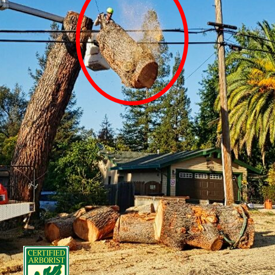 Certified arborist in bucket lift cutting large tree trunk during professional removal