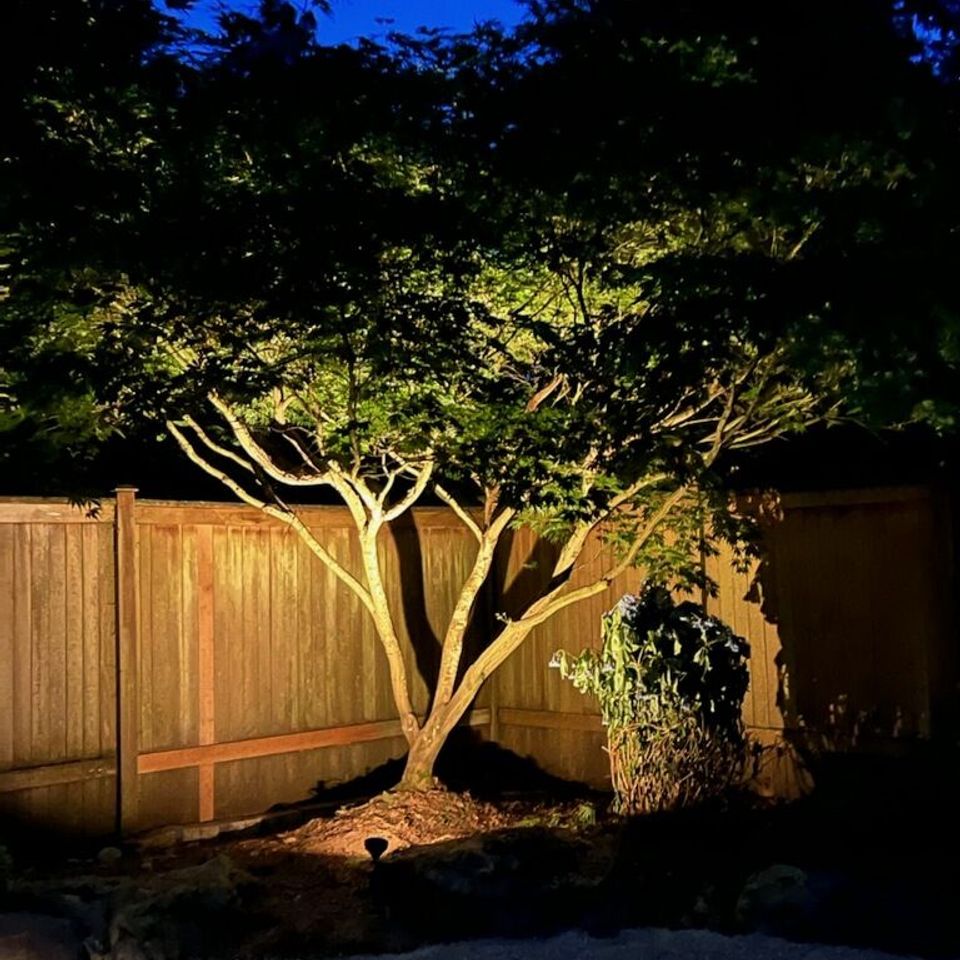 Tree with lighting