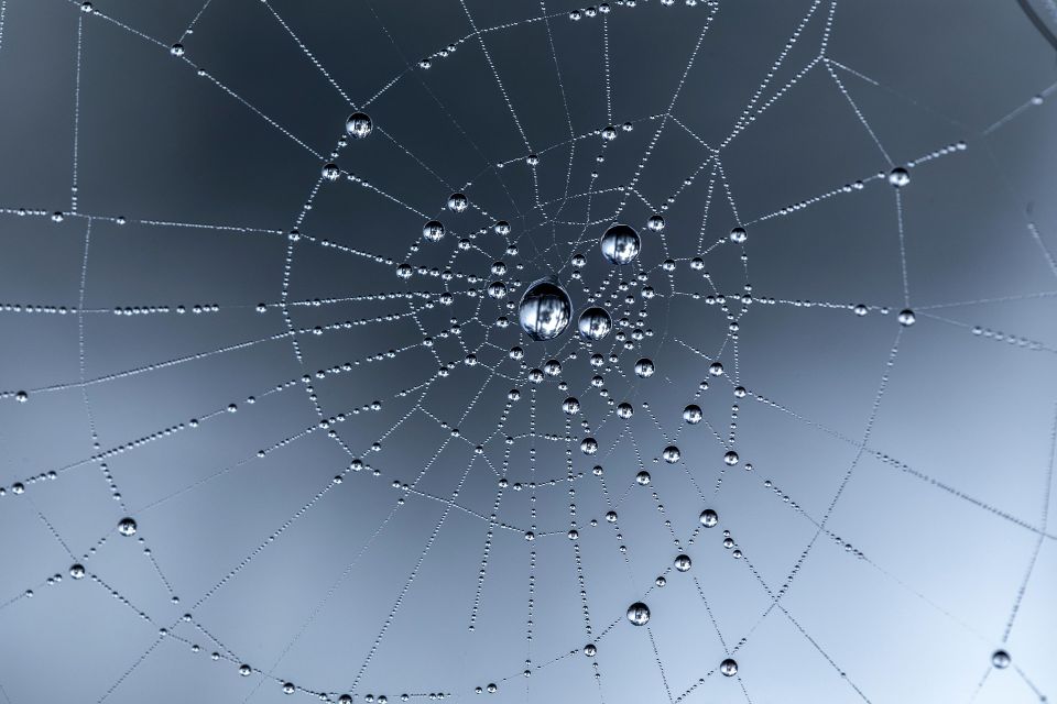 Spider web g5bfaaa891 1920