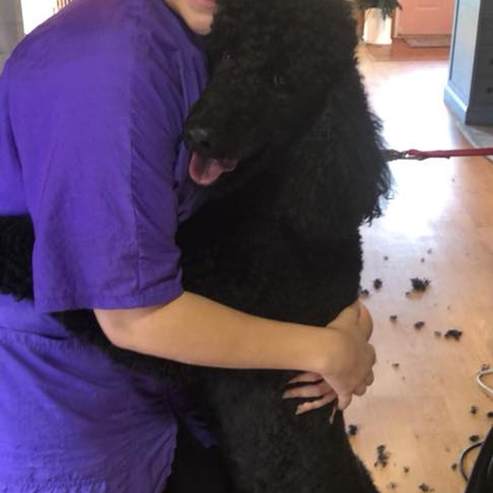 Standard poodle queigley gives laura a hug after being groomed