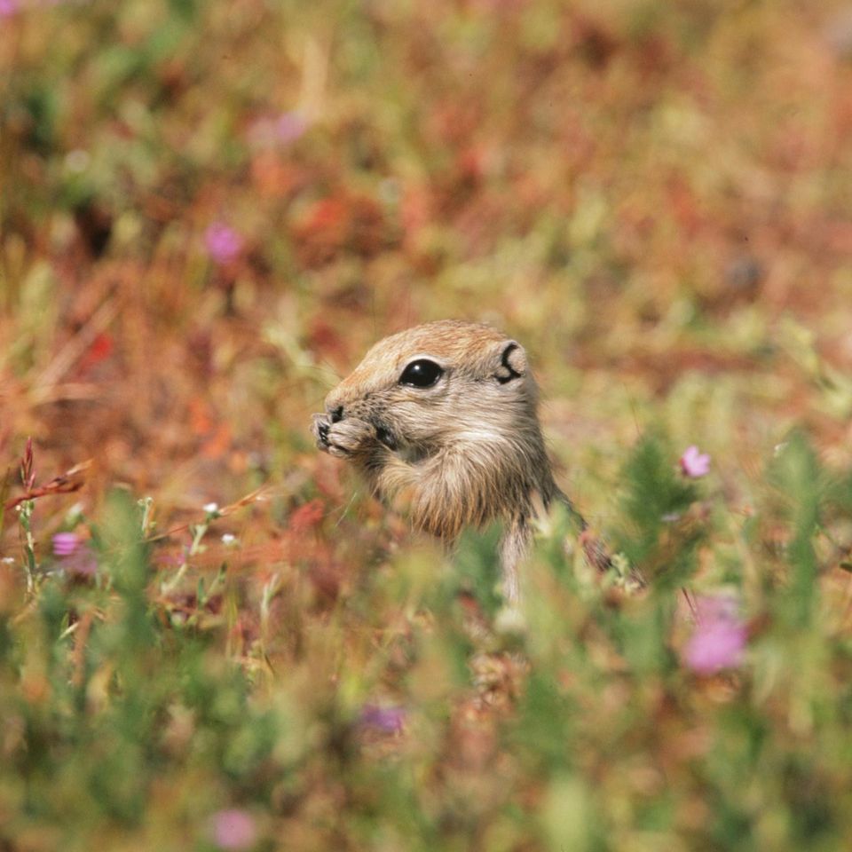 Chuckgraham sjantelopegroundsquirrel img09820121211 21833 t8rk72 0
