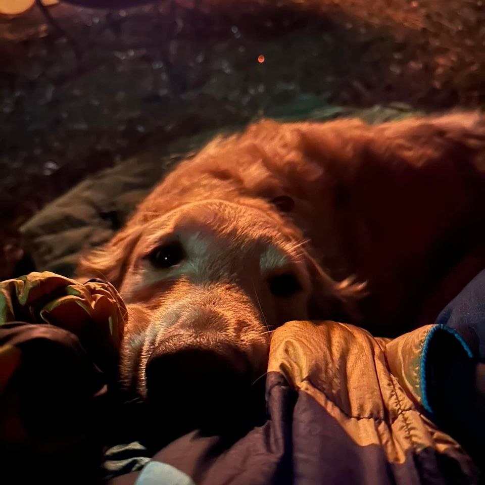 Camp dog