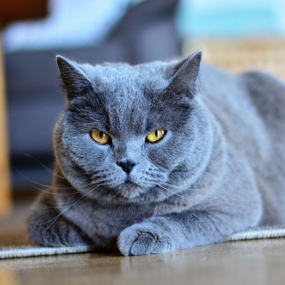 Chartreux 55e2dc4b4a 1920