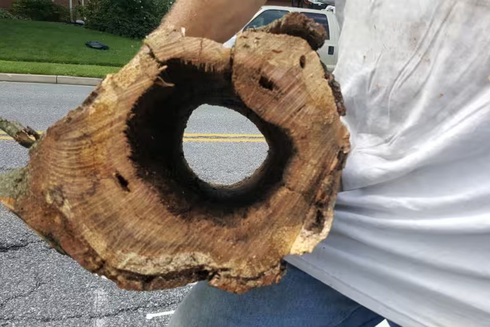 hazardous tree risk assessment harford county