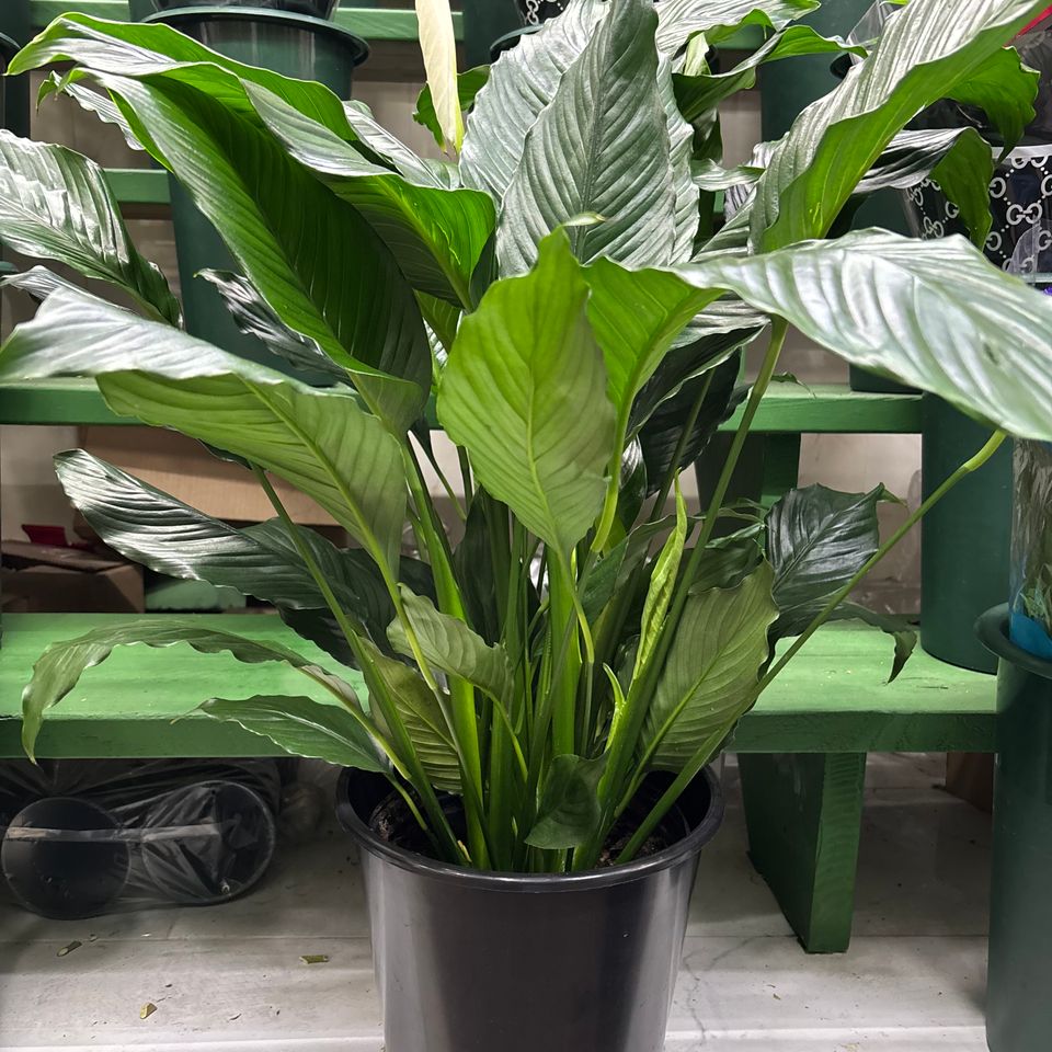 79832019279  2492062b cd30 446f bcba 1be5dee44496