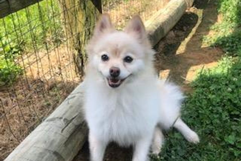 Small white dog