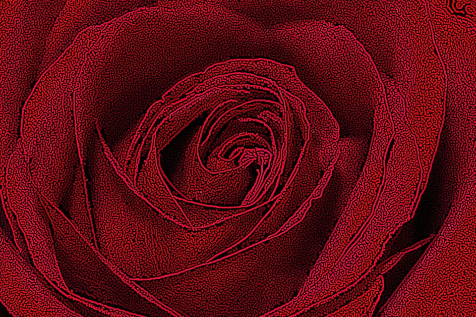 Rose geb4261523 1920