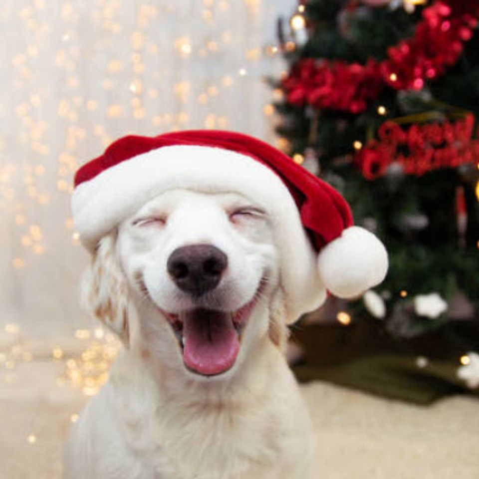 Merry christmas to all