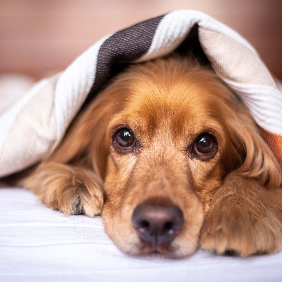 English cocker spaniel gea44791c0 1920