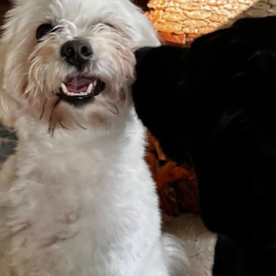 Black   white dogs