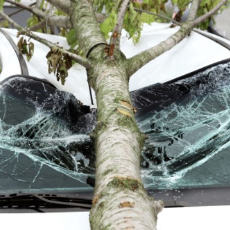 emergency tree service folsom