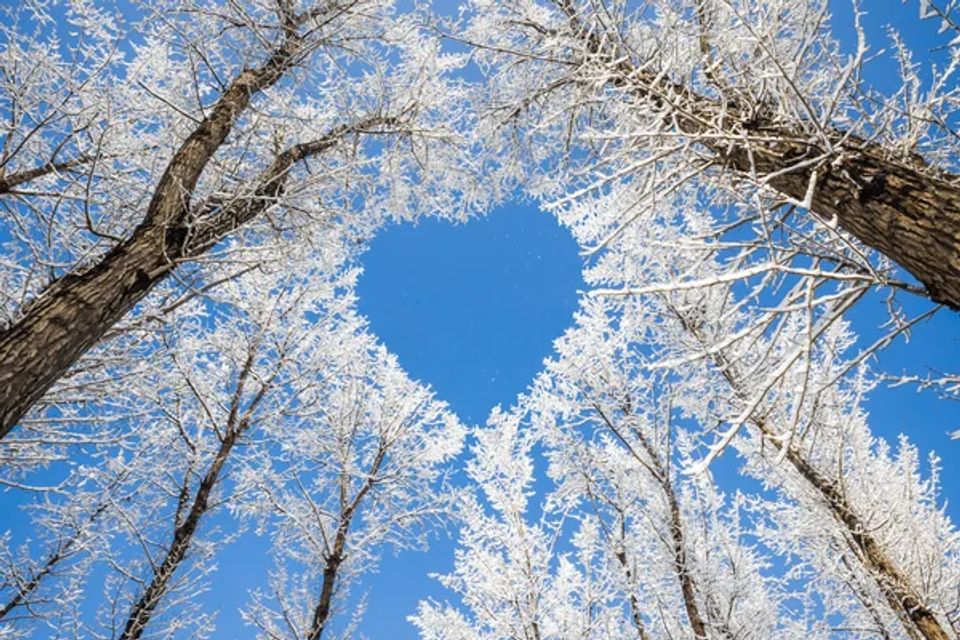 Depositphotos 24286879 stock photo winter landscapebranches form a heart