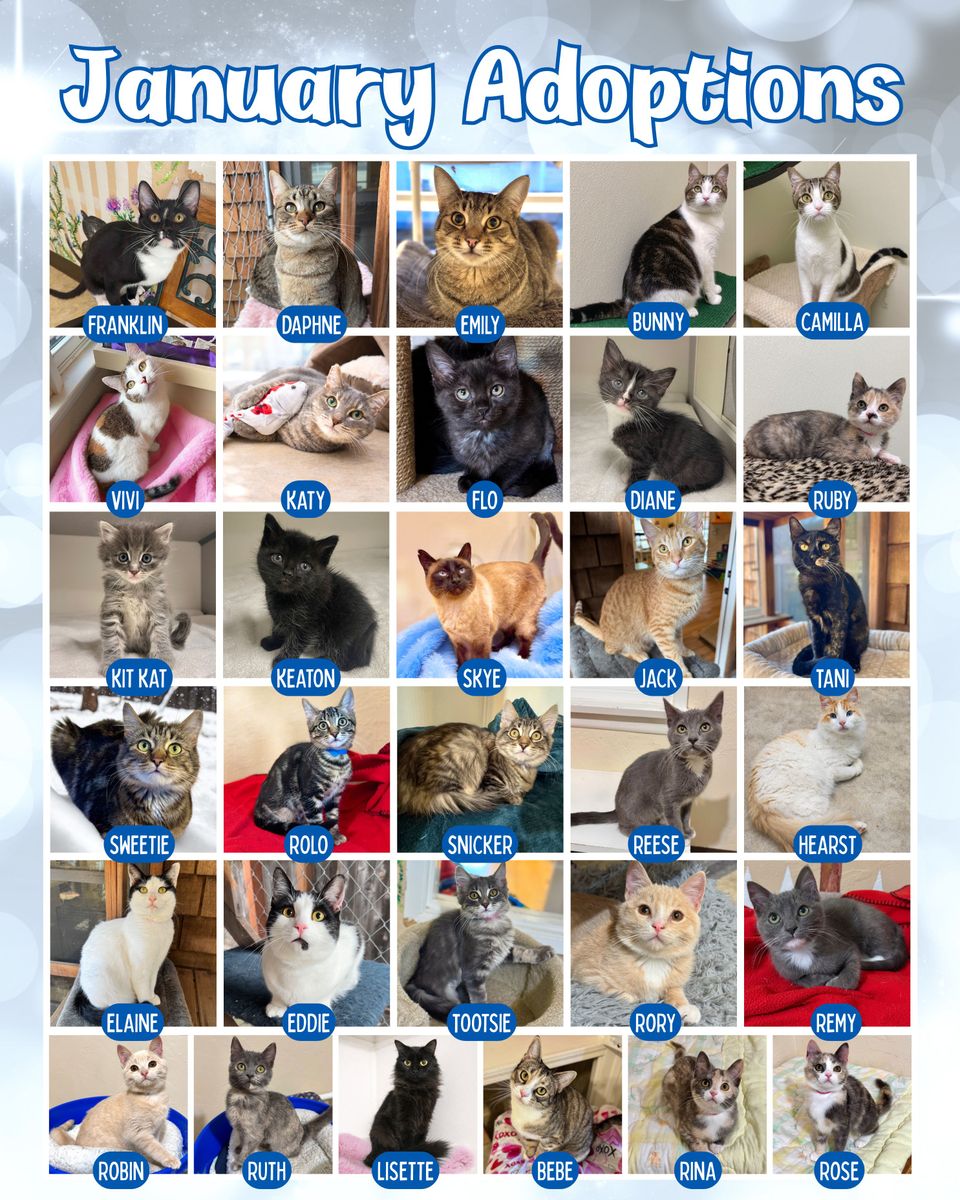 Copy of january adoptions (1080 x 1350 px)