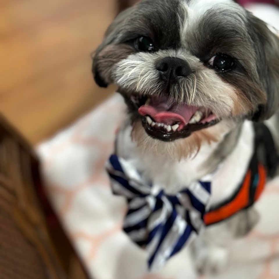 cute dog after grooming